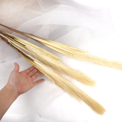 Reed Pampas Grass Long Spray 105cmH