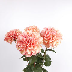 Dahlia Flower Stem Peach Orange