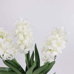 Hyacinth Stem in Cream White
