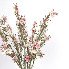 Wax Flower Stem