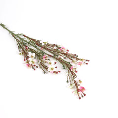 Wax Flower Stem