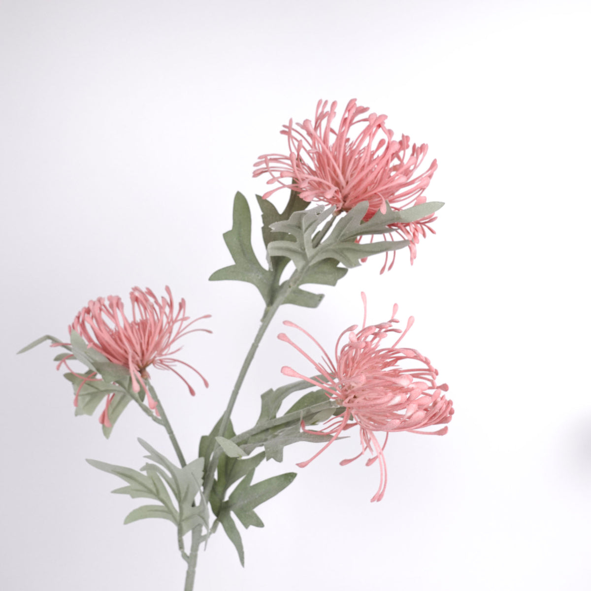 3 Heads Pincushion Leucospermum Stem