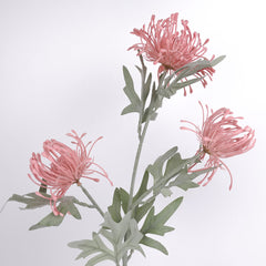 3 Heads Pincushion Leucospermum Stem