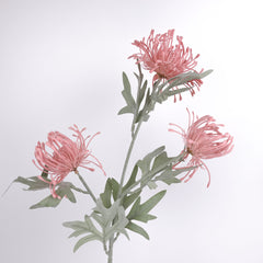 3 Heads Pincushion Leucospermum Stem