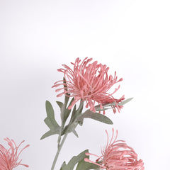 3 Heads Pincushion Leucospermum Stem