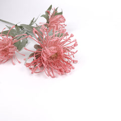 3 Heads Pincushion Leucospermum Stem