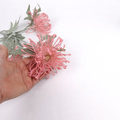 3 Heads Pincushion Leucospermum Stem
