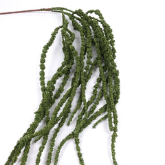 Amaranthus Stem in Green