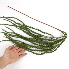Amaranthus Stem in Green