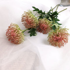 Leucospermum Pincushion Stem 54cmH