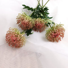 Leucospermum Pincushion Stem 54cmH