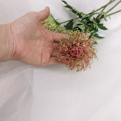 Leucospermum Pincushion Stem 54cmH