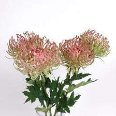 Leucospermum Pincushion Stem 54cmH