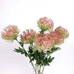 Leucospermum Pincushion Stem 54cmH