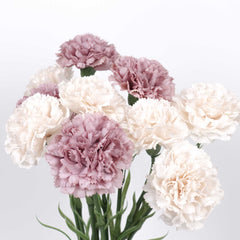 Real-touch Carnation Stem 47cmH