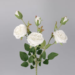 6 Heads Austin Rose Spray White