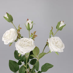 6 Heads Austin Rose Spray White