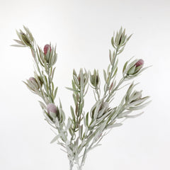 5 Heads Native Protea Leucadendron Spray