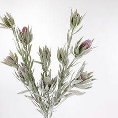 5 Heads Native Protea Leucadendron Spray