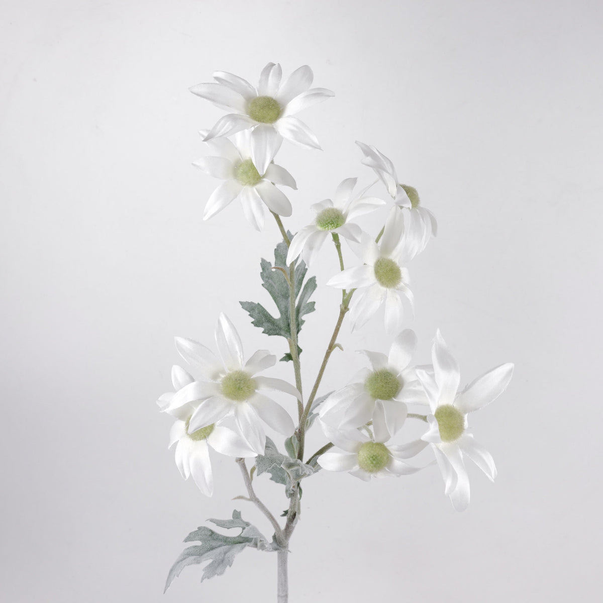 10 Heads Flannel Flower Long Stem