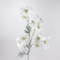 10 Heads Flannel Flower Long Stem