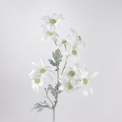 10 Heads Flannel Flower Long Stem