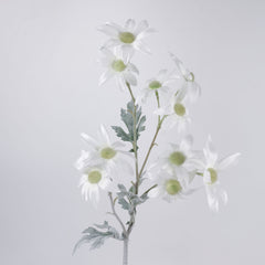 10 Heads Flannel Flower Long Stem