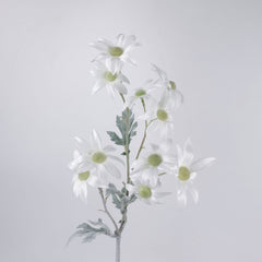 10 Heads Flannel Flower Long Stem