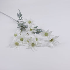 10 Heads Flannel Flower Long Stem