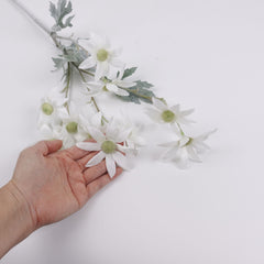 10 Heads Flannel Flower Long Stem