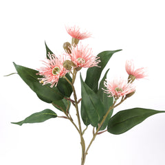 5 Bloom Eucalyptus Flowering Gum 62cmH
