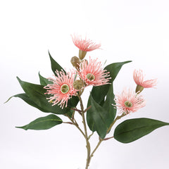 5 Bloom Eucalyptus Flowering Gum 62cmH