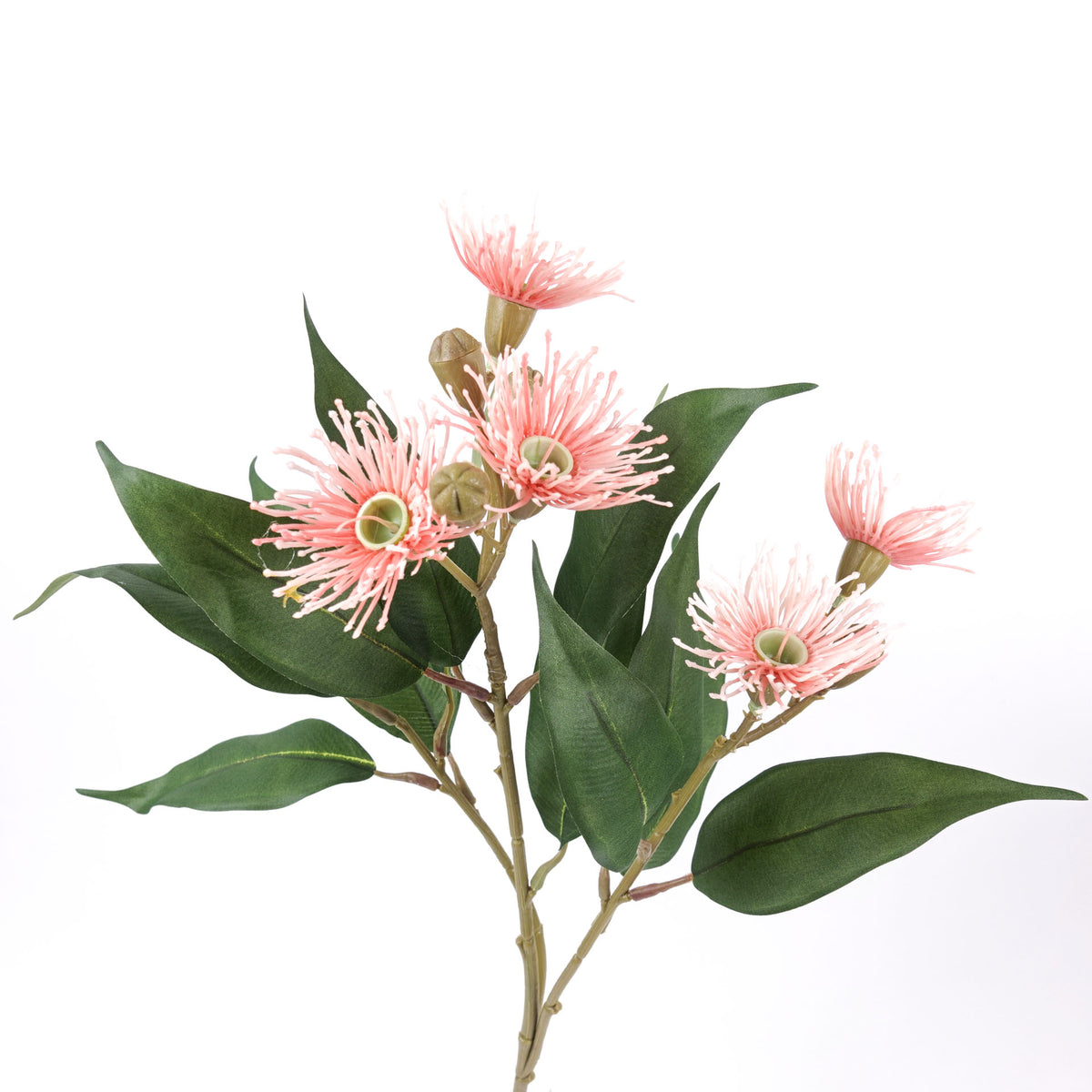 5 Bloom Eucalyptus Flowering Gum 62cmH