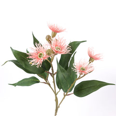 5 Bloom Eucalyptus Flowering Gum 62cmH