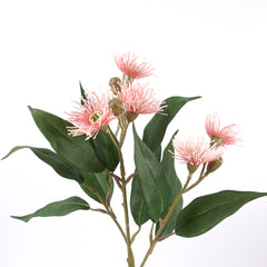 5 Bloom Eucalyptus Flowering Gum 62cmH