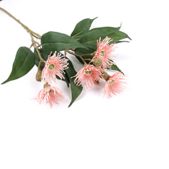 5 Bloom Eucalyptus Flowering Gum 62cmH
