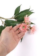 5 Bloom Eucalyptus Flowering Gum 62cmH