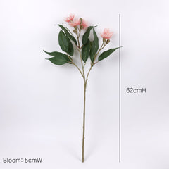5 Bloom Eucalyptus Flowering Gum 62cmH