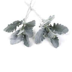 2 Stems Artificial Dusty Miller 35cmH
