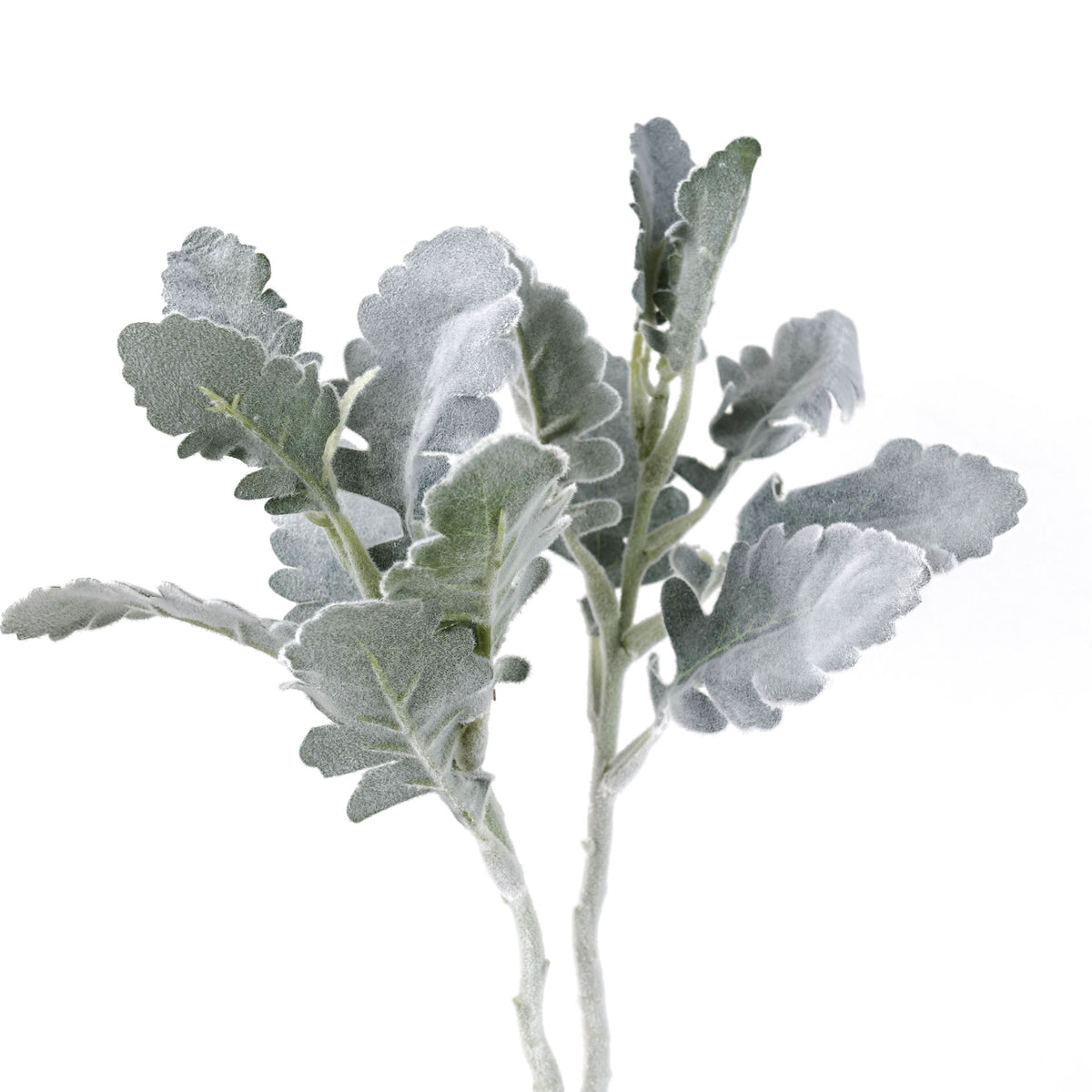 2 Stems Artificial Dusty Miller 35cmH