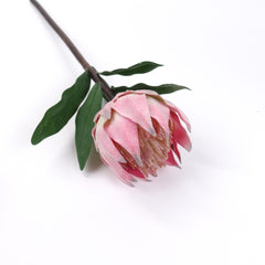 Protea Flower Stem
