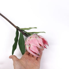 Protea Flower Stem