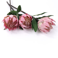 Protea Flower Stem