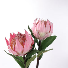 Protea Flower Stem