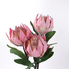 Protea Flower Stem