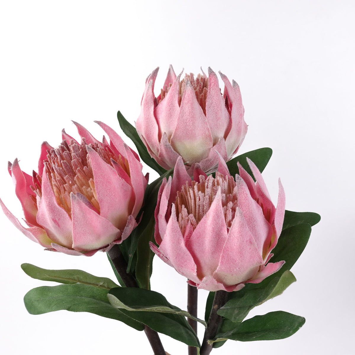Protea Flower Stem
