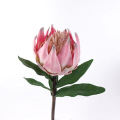 Protea Flower Stem