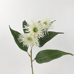 3 Full Bloom Eucalyptus Flowering Gum Spray