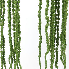Amaranthus Stem in Green