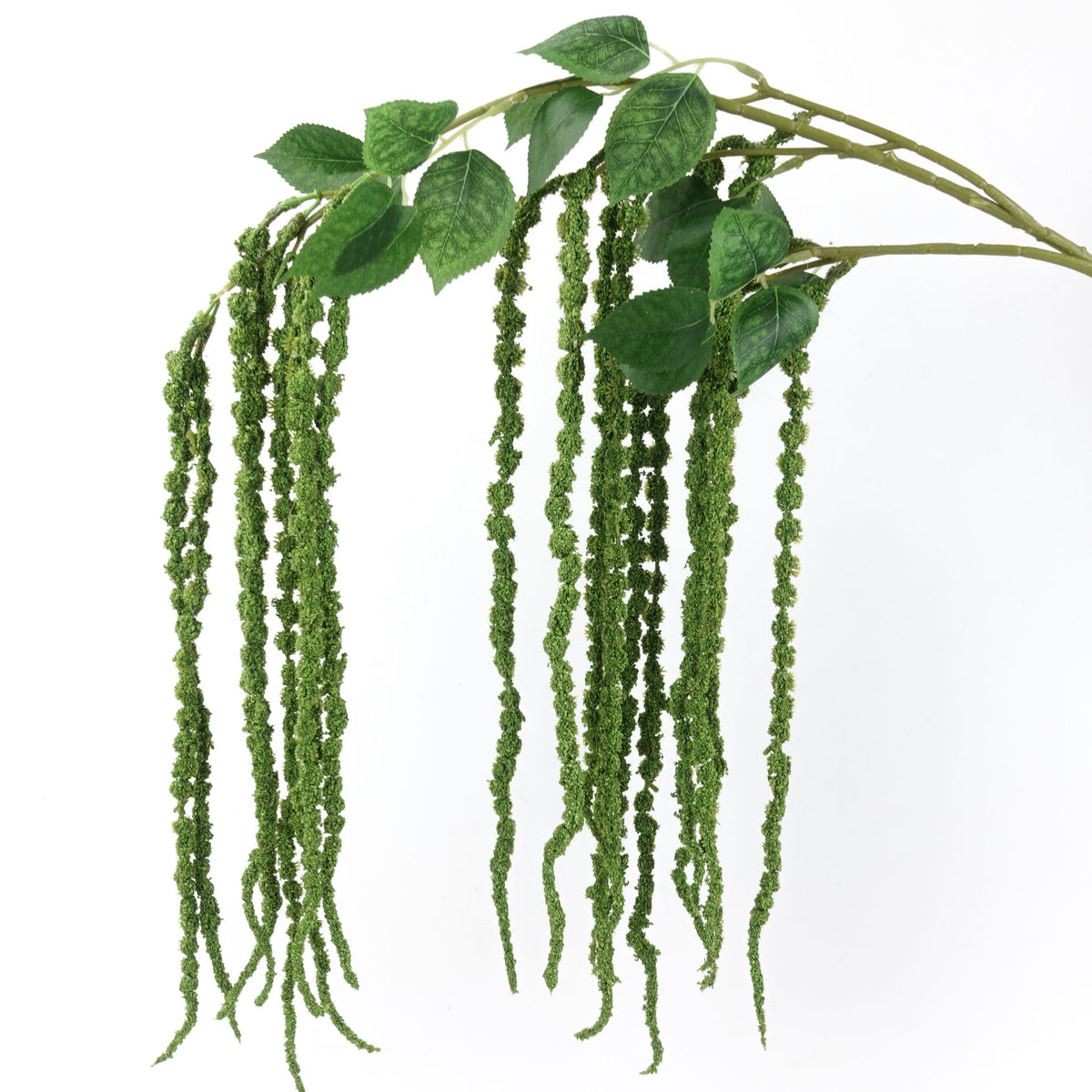 Amaranthus Stem in Green